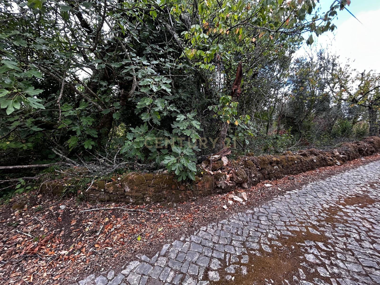 Fotografia 6 de Terreno com Ruína em Pussos São Pedro, Alvaiázere
