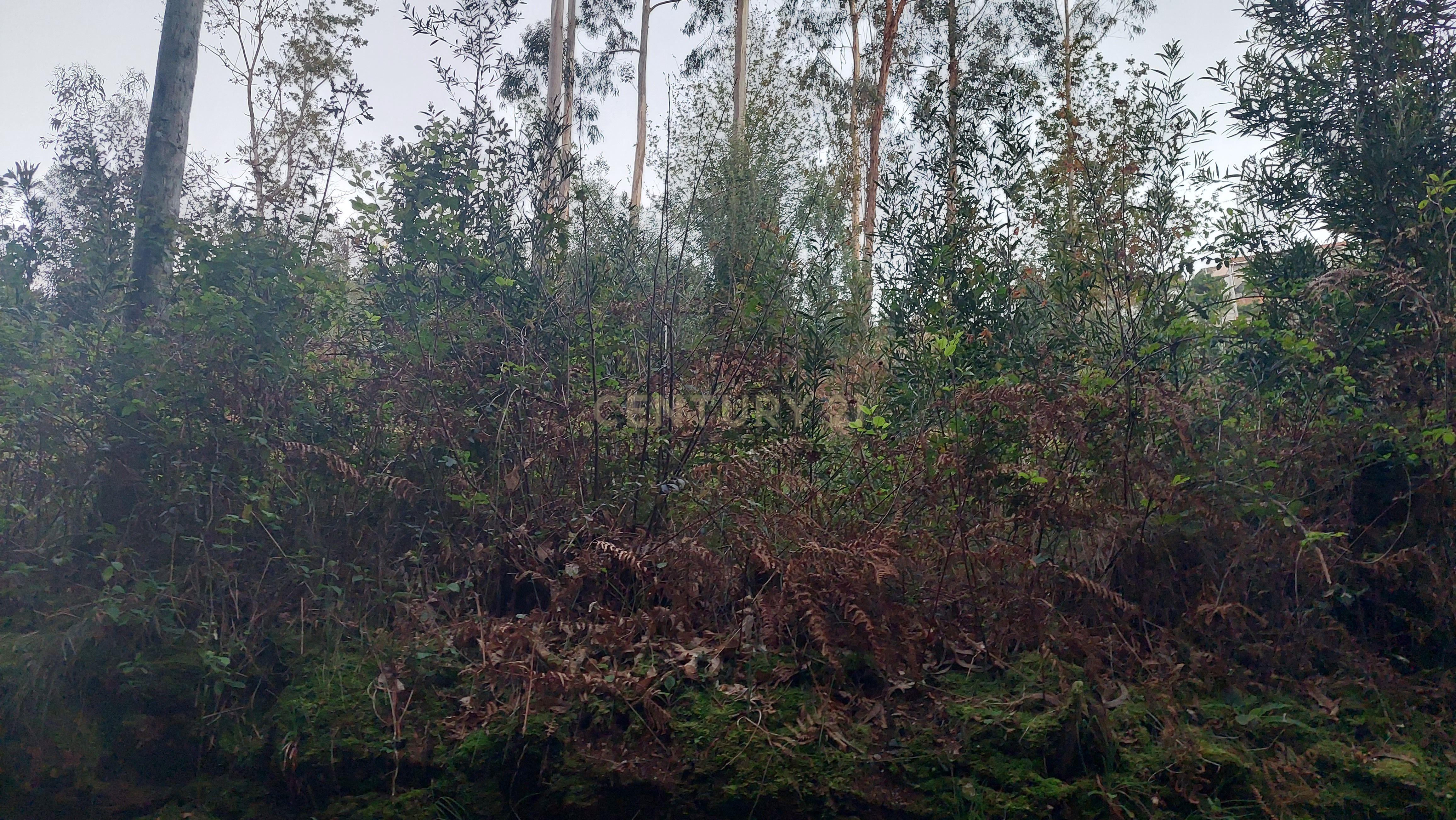 Terreno Rustico em Crestuma, Vila Nova de Gaia - Image 5