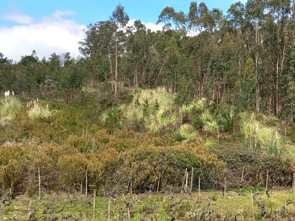 Terreno Rústico à Venda – 1800 m² em Vale Moreira, Vilar - Image 8