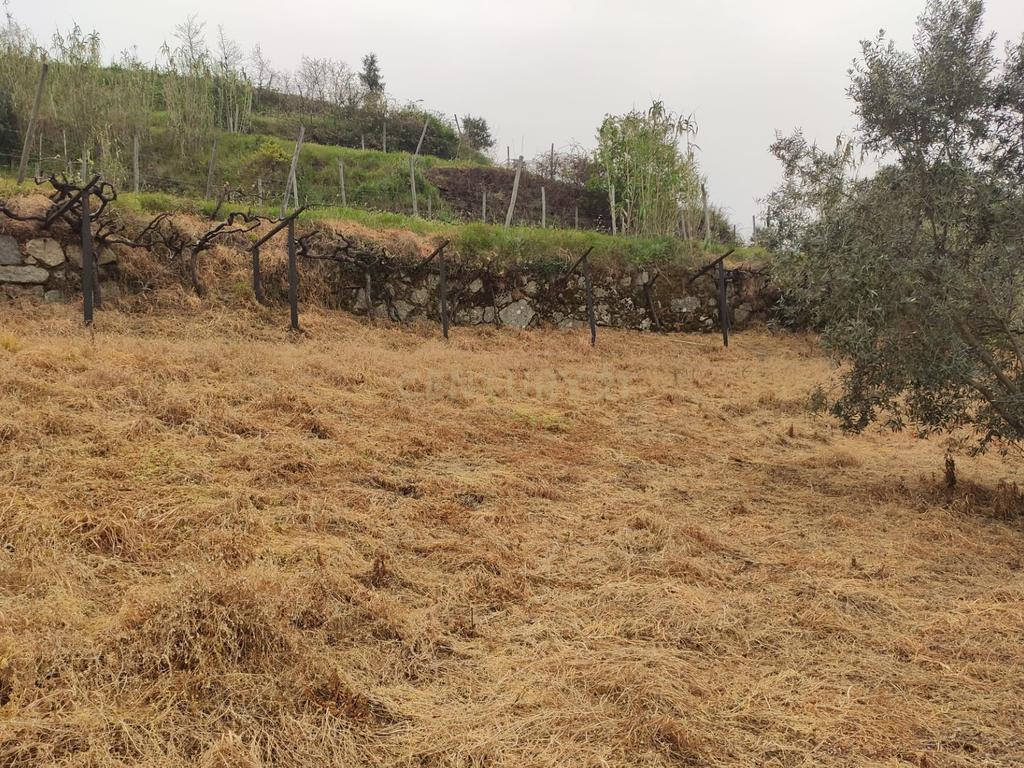 Terreno com casinha e vista para o rio Douro, em S. Tomé de Covelas, Baião para projeto agrícola - Image 31
