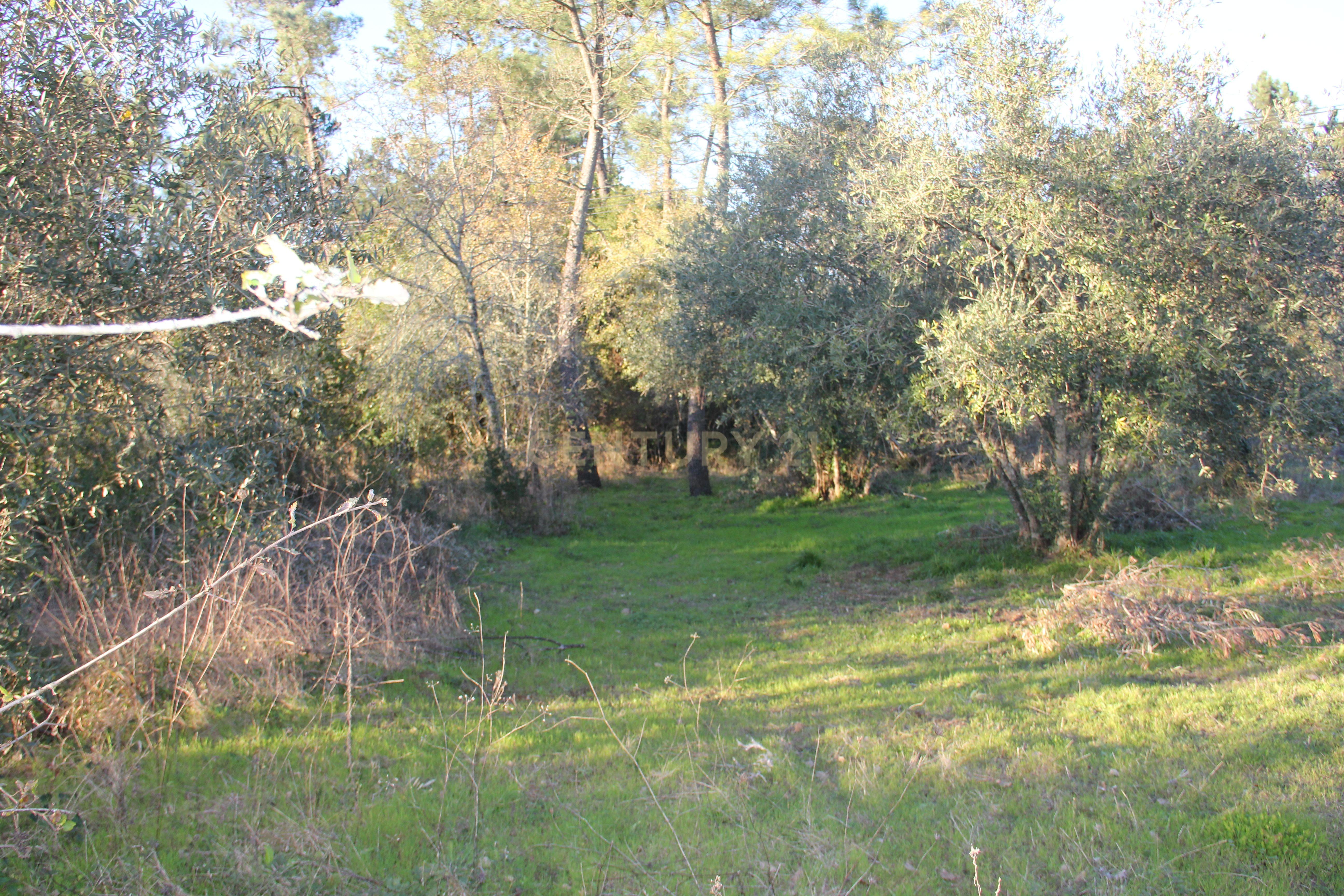 Fantástico terreno para moradia - Image 3