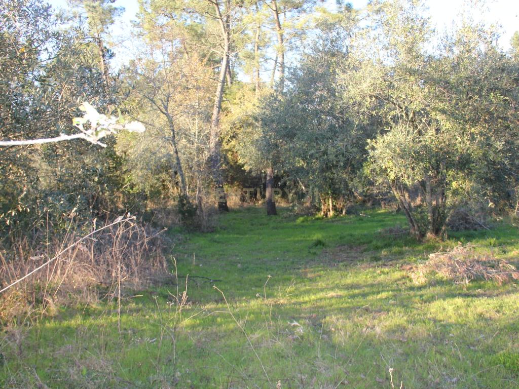 Fantástico terreno para moradia - Image 3