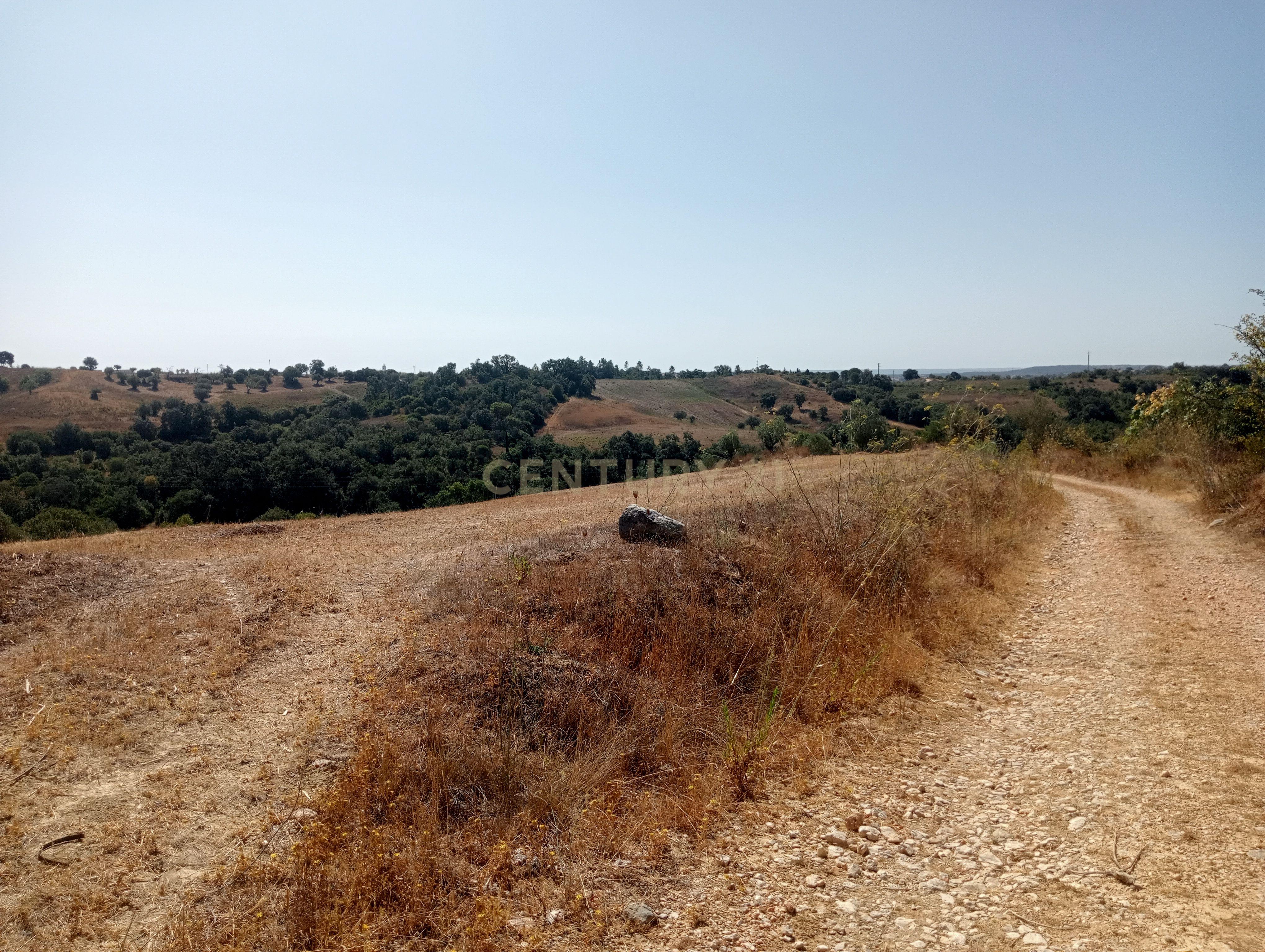 Fotografia 6 de Terreno Agrícola em Brogueira, Torres Novas - 13640m²