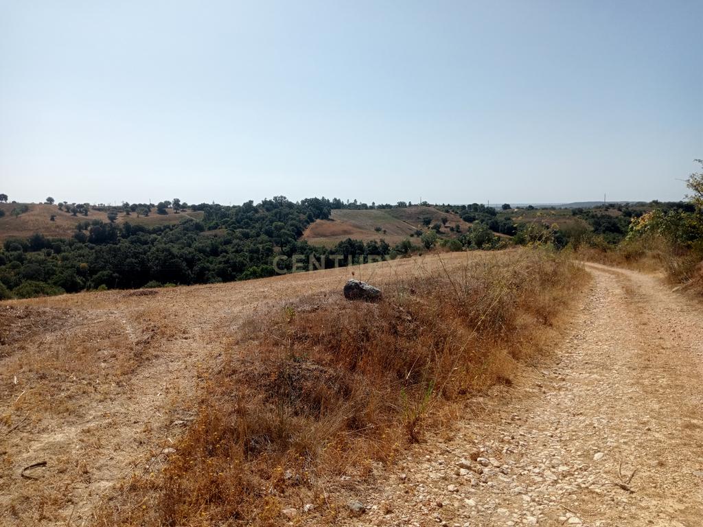 Terreno Agrícola em Brogueira, Torres Novas - 13640m² - Image 6