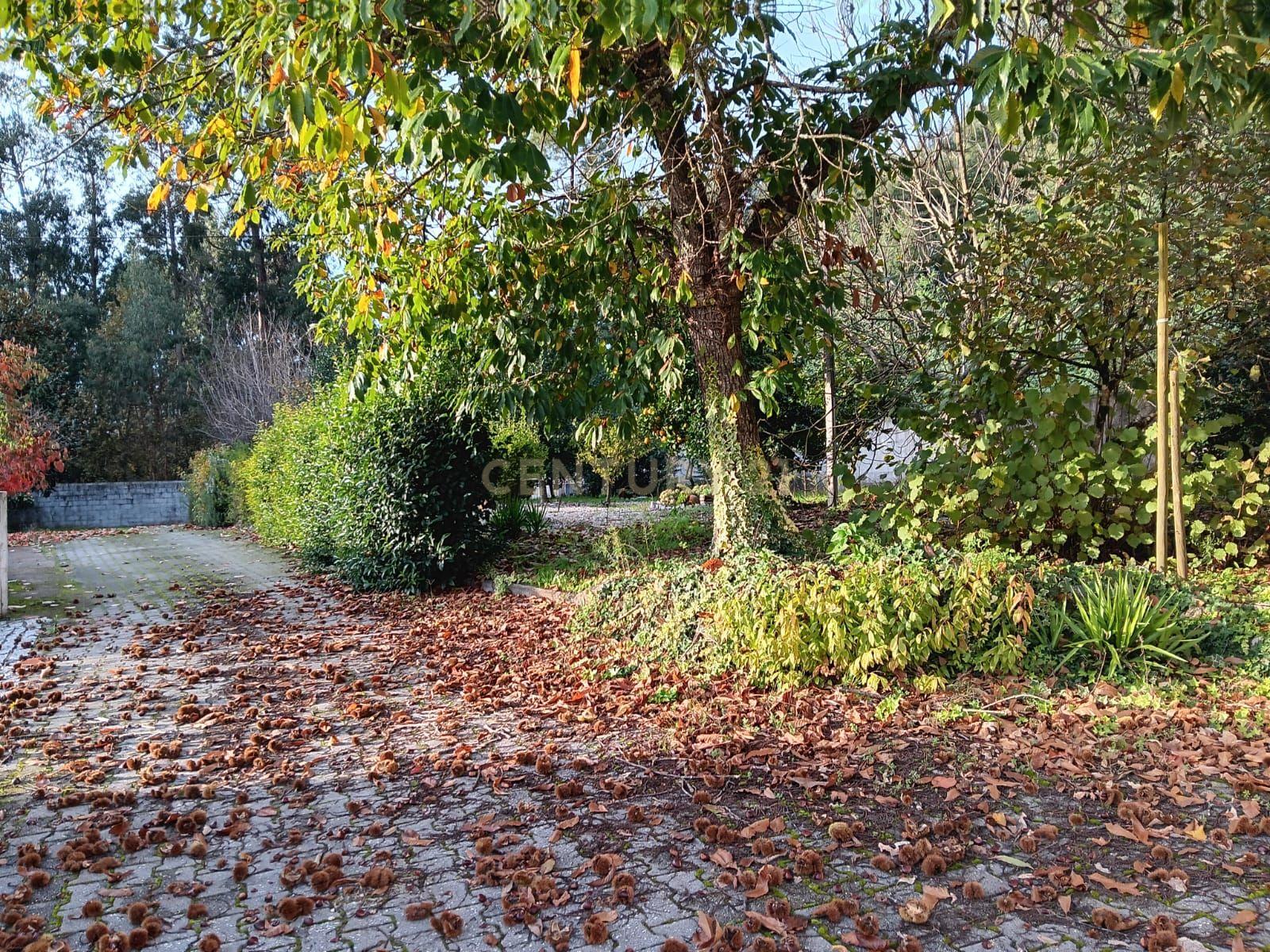 Quinta em Ribeira, Campo de Besteiros, Tondela. - Image 24