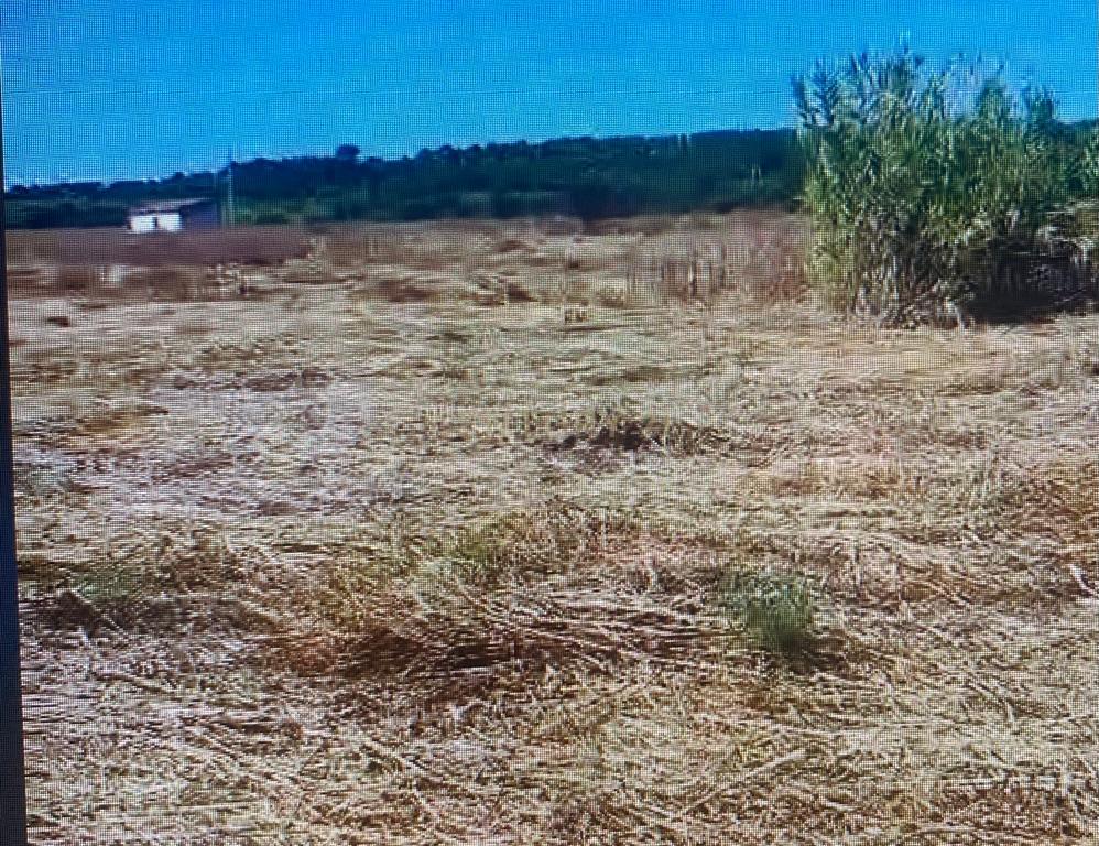 Terreno Rústico no Ludo, Almancil – 8.400 m² Próximo da Quinta do Lago - Image 8