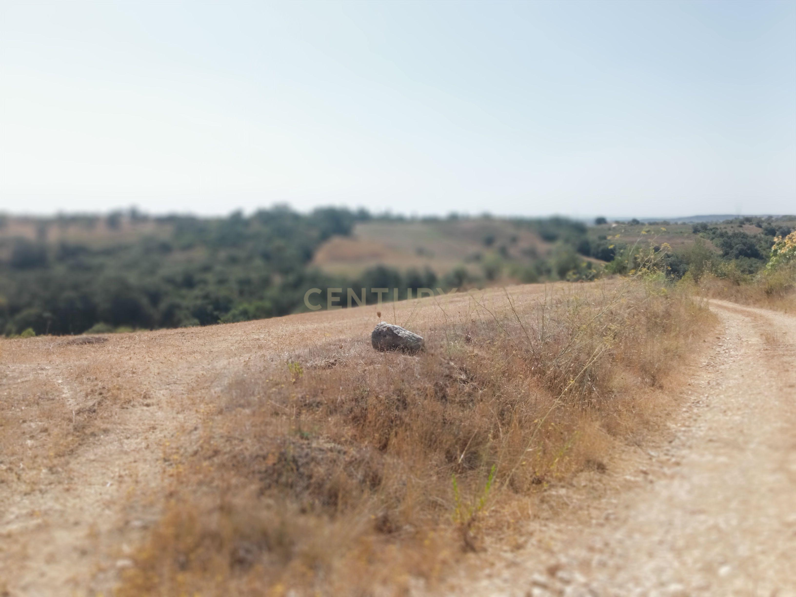 Fotografia 3 de Terreno Agrícola em Brogueira, Torres Novas - 13640m²