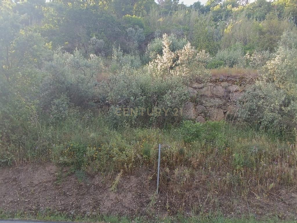 Terreno florestal com vista para a praia fluvial de Porto de Rei em Barqueiros, Mesão Frio às portas do Douro - Image 30