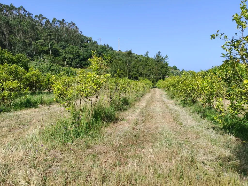 Terreno com Limoeiros | Próximo da Aldeia | Chanca - Mafra - Image 1