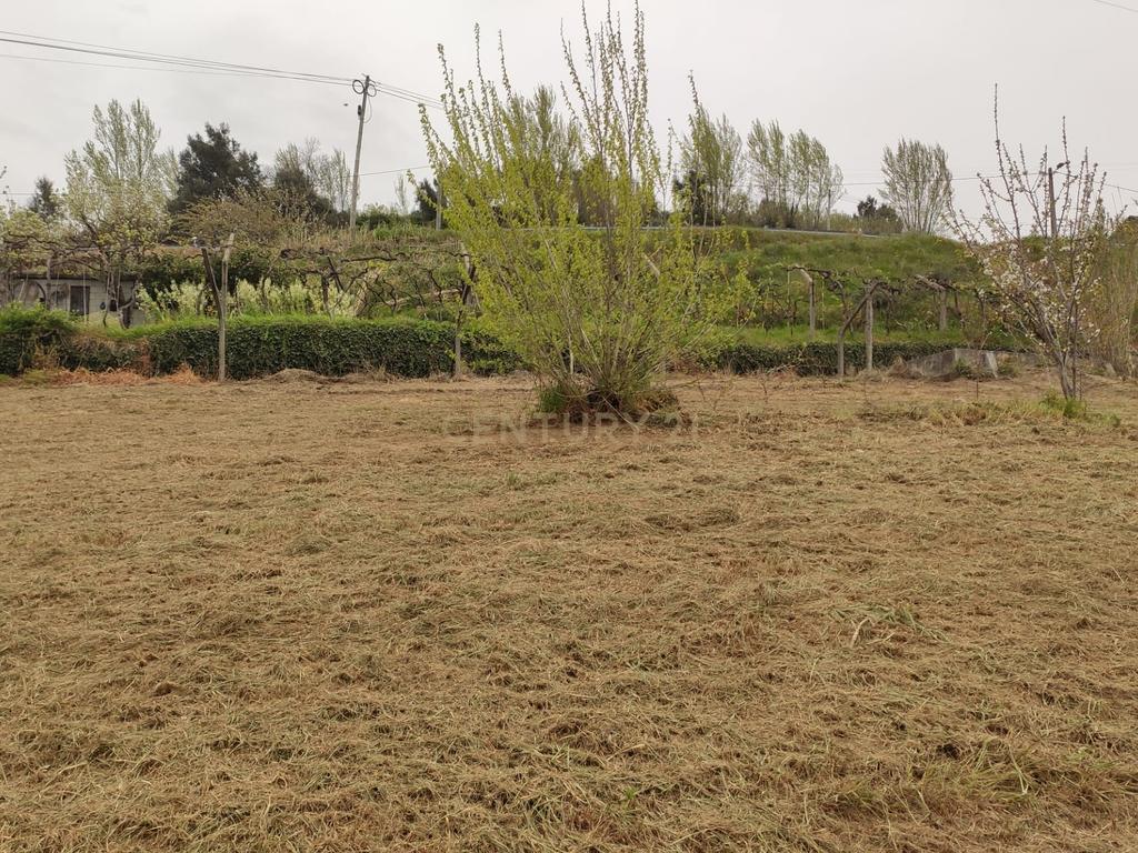 Terreno com casinha e vista para o rio Douro, em S. Tomé de Covelas, Baião para projeto agrícola - Image 7