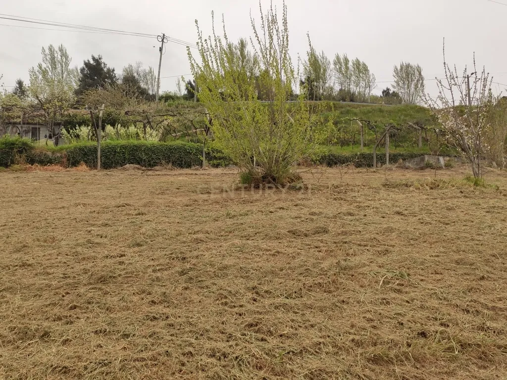Terreno com casinha e vista para o rio Douro, em S. Tomé de Covelas, Baião para projeto agrícola - Image 7