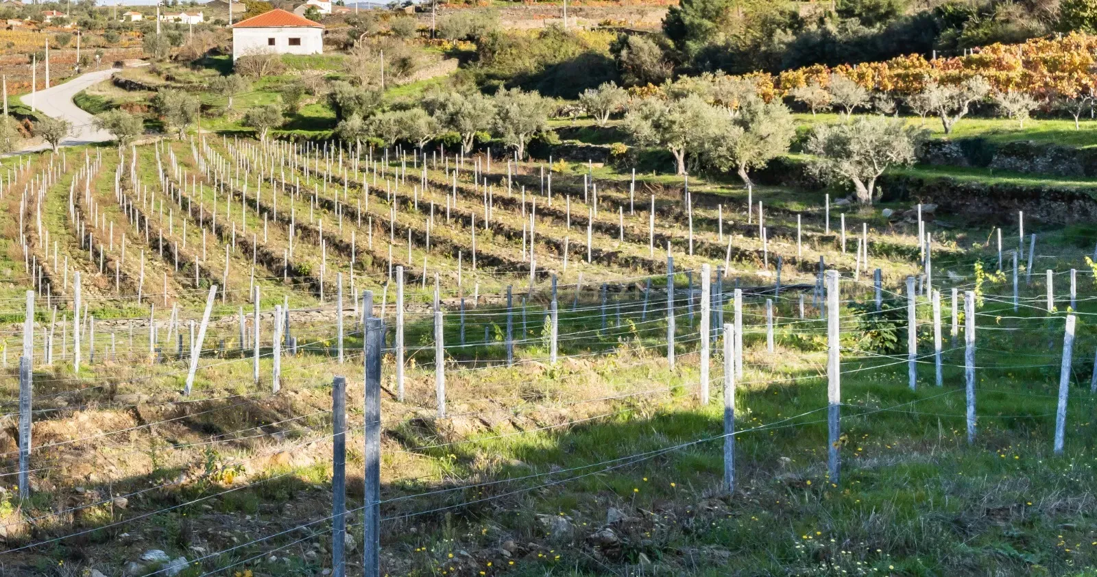 🏡Quinta com Moradia T3 e Vinha no Coração do Alto Douro Vinhateiro – Património Mundial da UNESCO - Image 62
