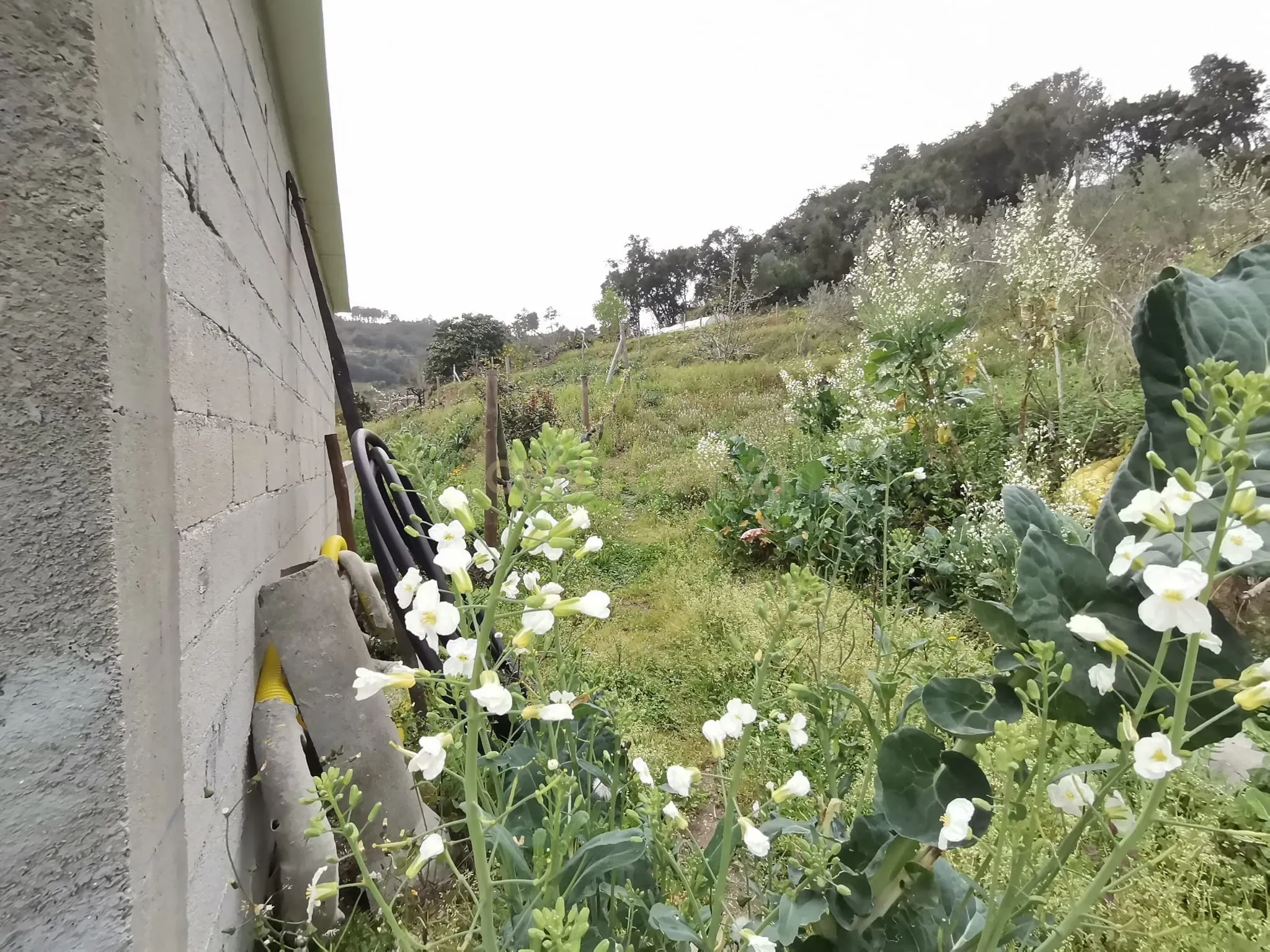 Terreno agrícola com àgua e viabilidade de construção em Granja, S. Tomé de Covelas, Baião, perto do do rio Douro, Porto - Image 4
