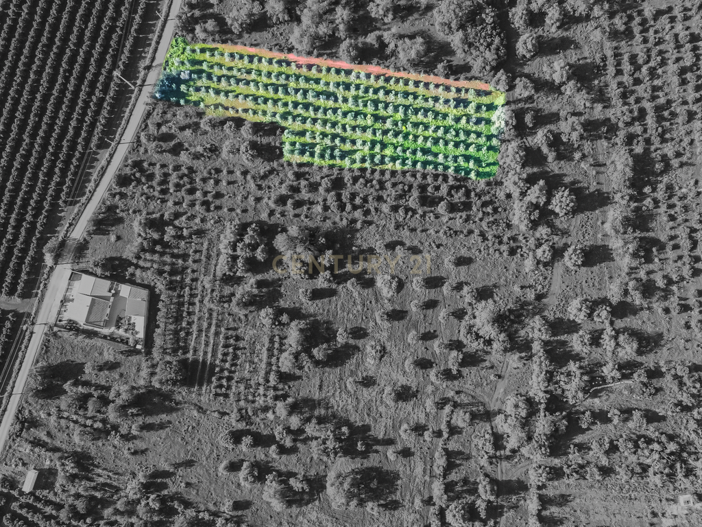 TERRENO RUSTICO COM OLIVEIRAS PARA VENDA - Image 4