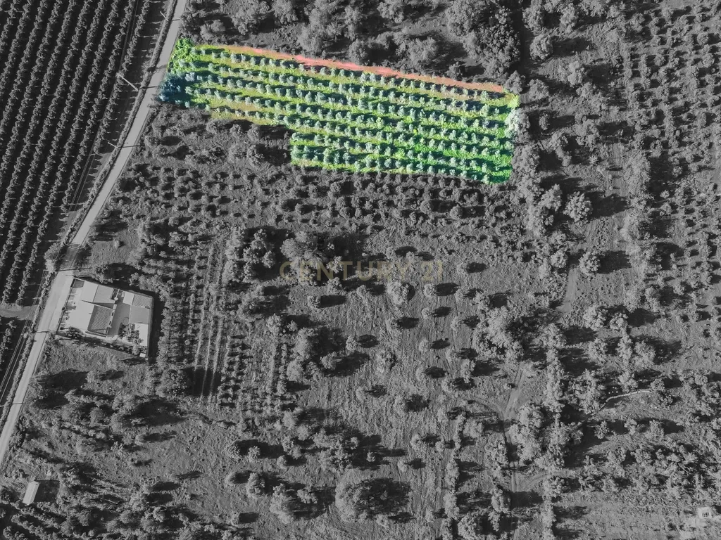 TERRENO RUSTICO COM OLIVEIRAS PARA VENDA - Image 4