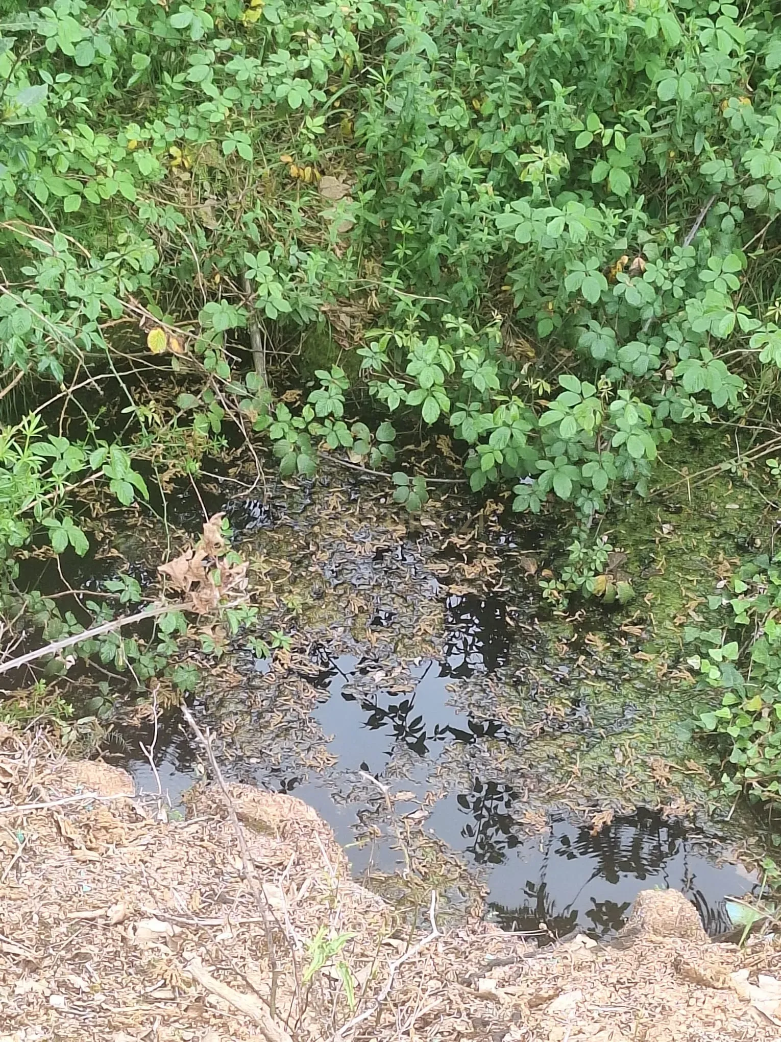 Fotografia 9 de Terreno entre Caldas da Rainha e Benedita e próximo da freguesia de Santa Catarina