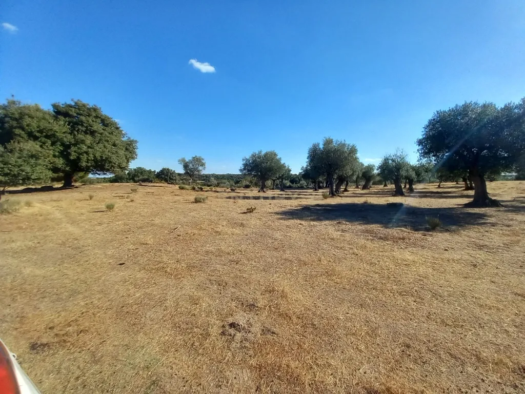 Terreno com Vista Panorâmica em Lardosa, Castelo Branco - Image 8