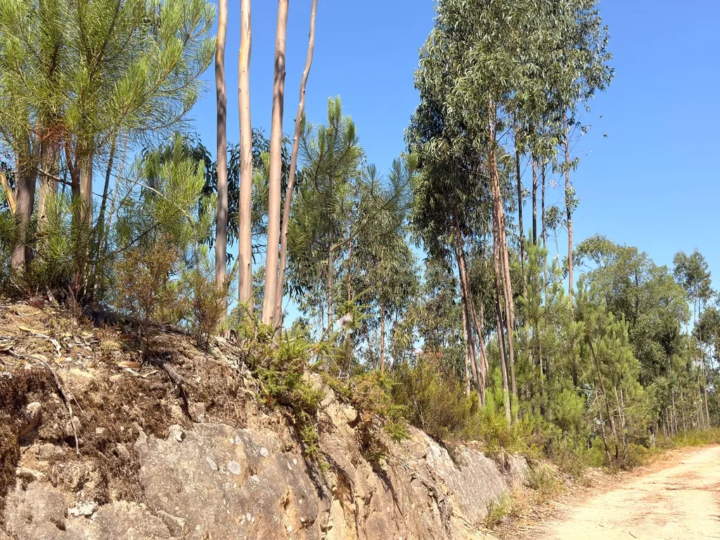 Terreno Urbano em Almalaguês, Coimbra - Image 6