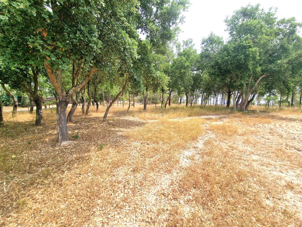 Monte/Terreno em Santiago do Cacém, com Vista Campestre e Árvores Frutíferas - Image 33