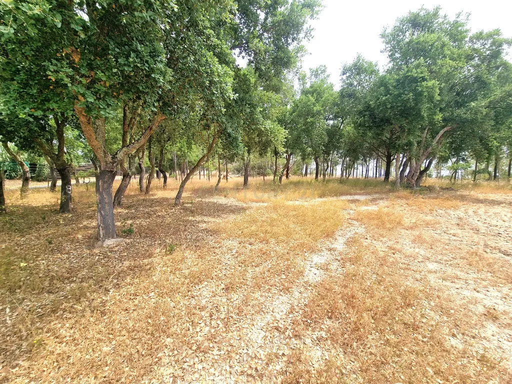 Monte/Terreno em Santiago do Cacém, com Vista Campestre e Árvores Frutíferas - Image 33