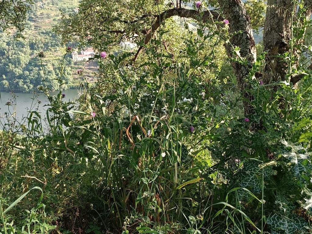 Terreno florestal com vista para a praia fluvial de Porto de Rei em Barqueiros, Mesão Frio às portas do Douro - Image 27