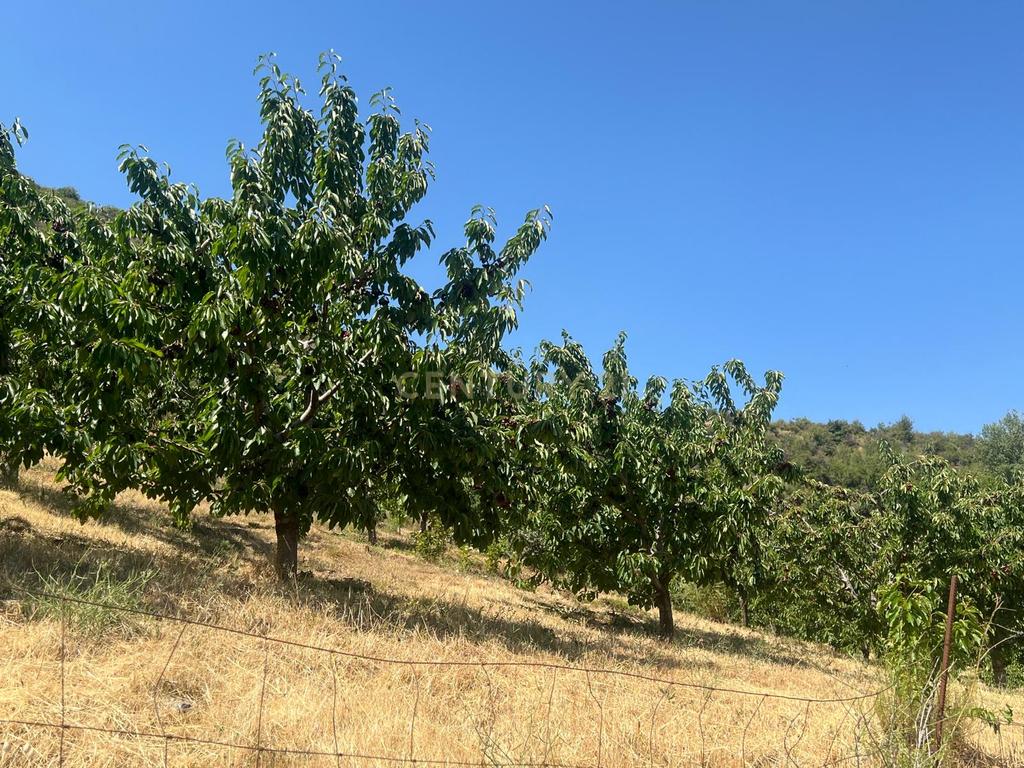 Terreno Rústico em Granada com Árvores Frutíferas e Água - Image 7