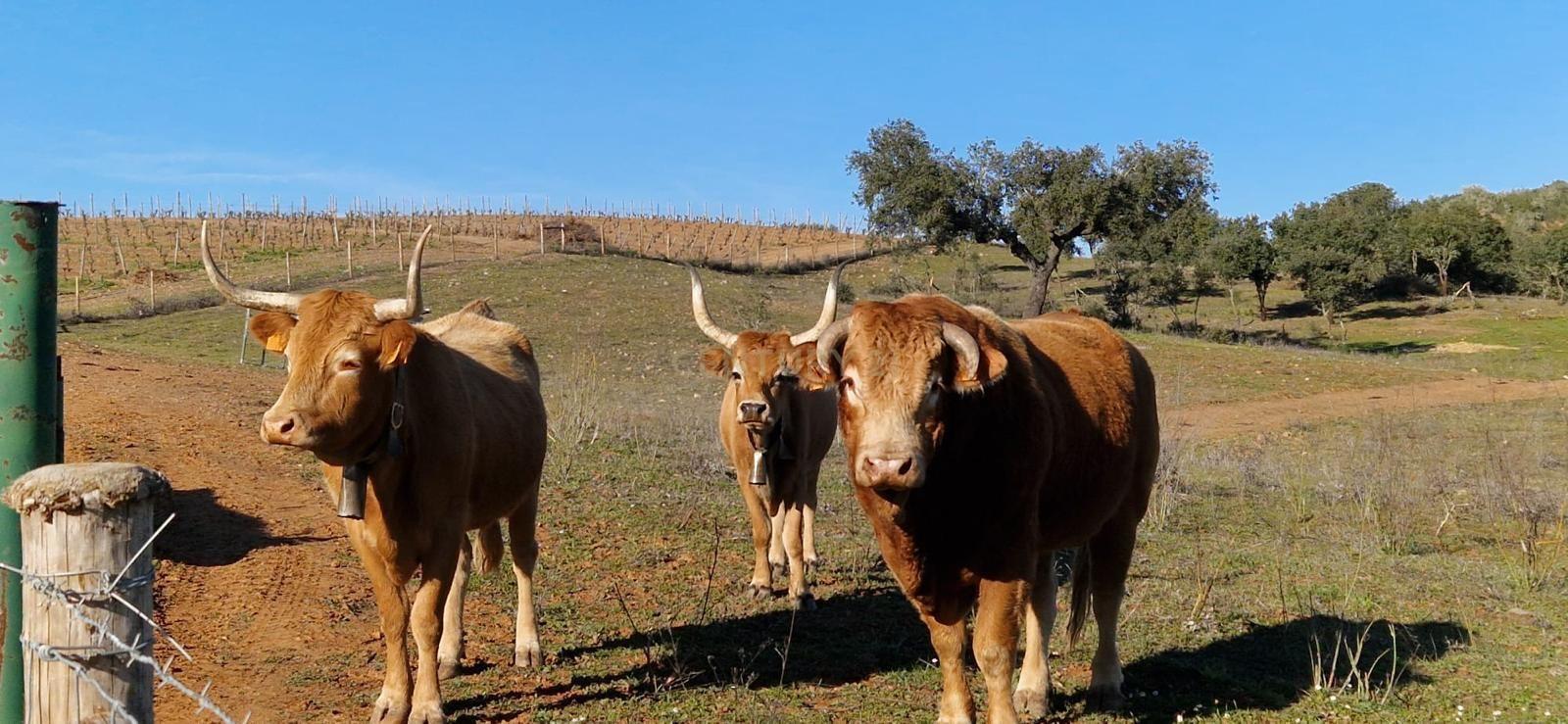 Fotografia 10 de Herdade de 62 Hectares no Coração do Alentejo – Évora  - Agricultura - Pecuária - Turismo Rural - Painéis Solares