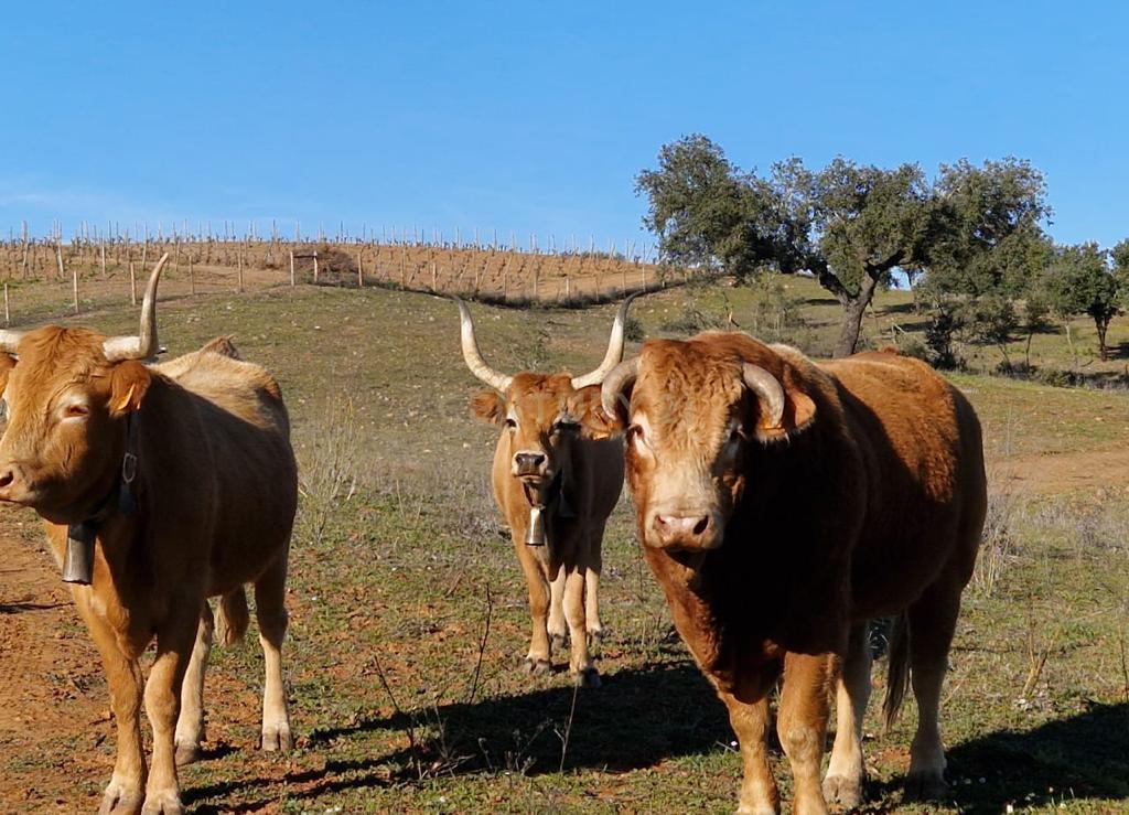 Herdade de 62 Hectares no Coração do Alentejo – Évora - Agricultura - Pecuária - Turismo Rural - Painéis Solares - Image 10