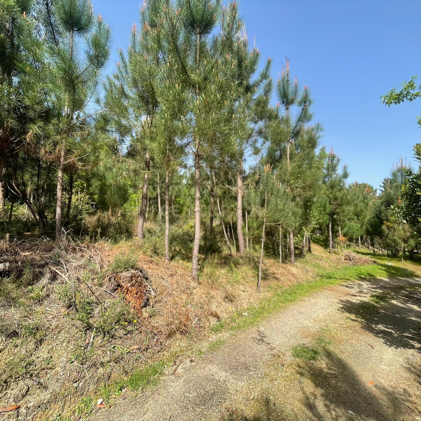 Fotografia 5 de Pinhal para venda em S. João de Lourosa, Viseu