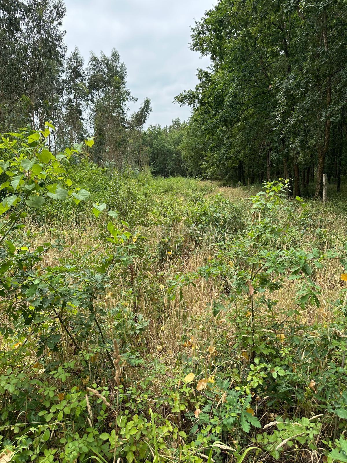 Fotografia 6 de Terreno Urbano com Projeto de Construção Aprovado em Barrô, Águeda - 1018m² para Construção