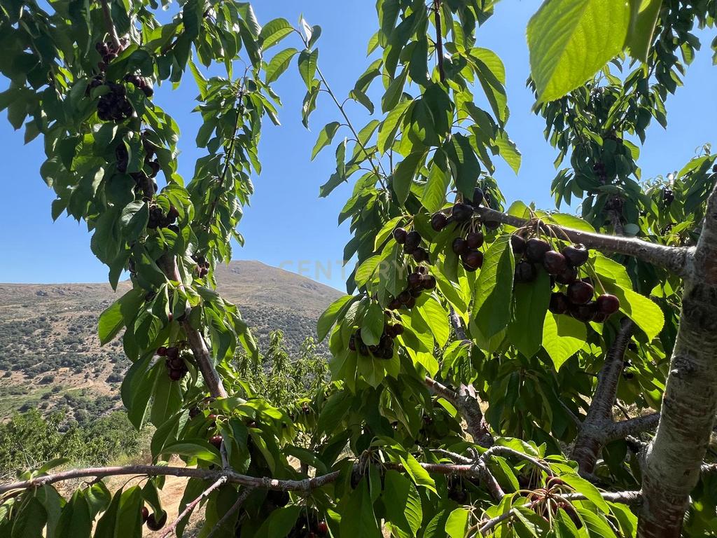 Terreno Rústico em Granada com Árvores Frutíferas e Água - Image 4