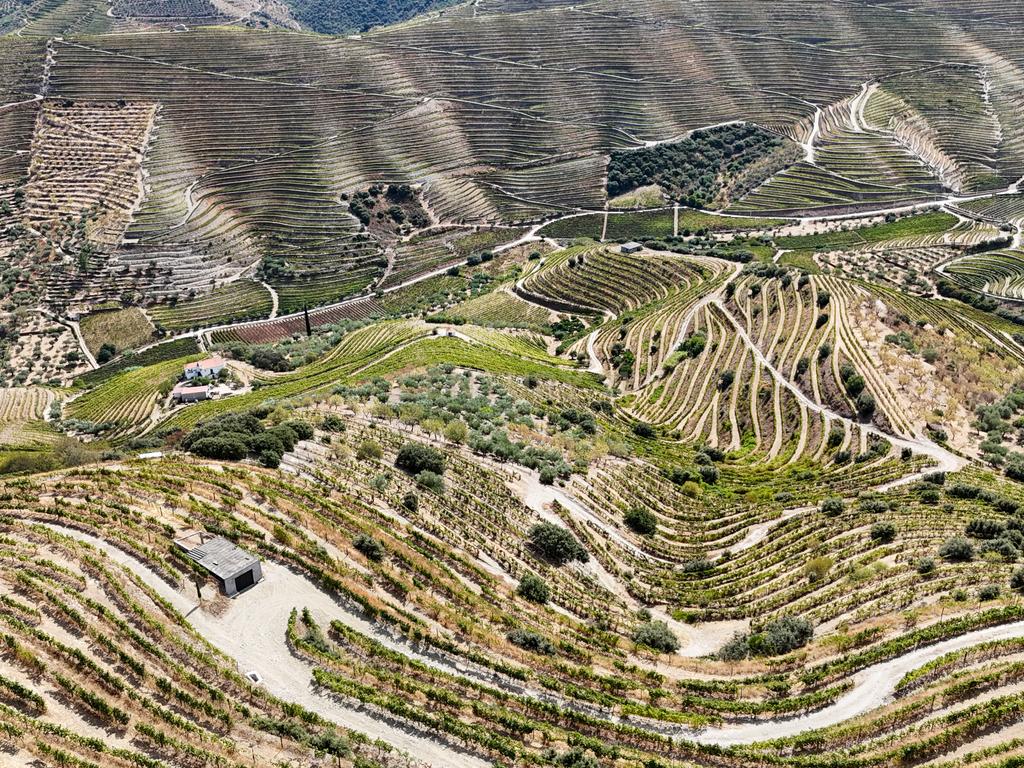 Farm with productive vineyard in the Douro Demarcated Region — São João da Pesqueira - Image 4