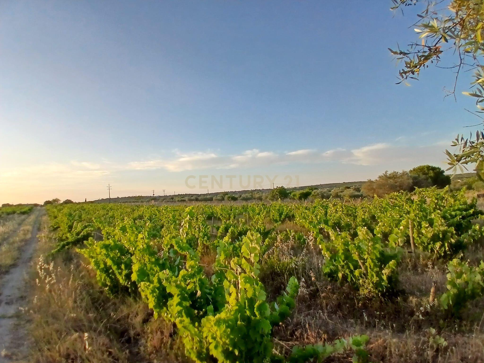 Fotografia 9 de Terreno situado junto à estrada que liga Corval e Reguengos de Monsaraz