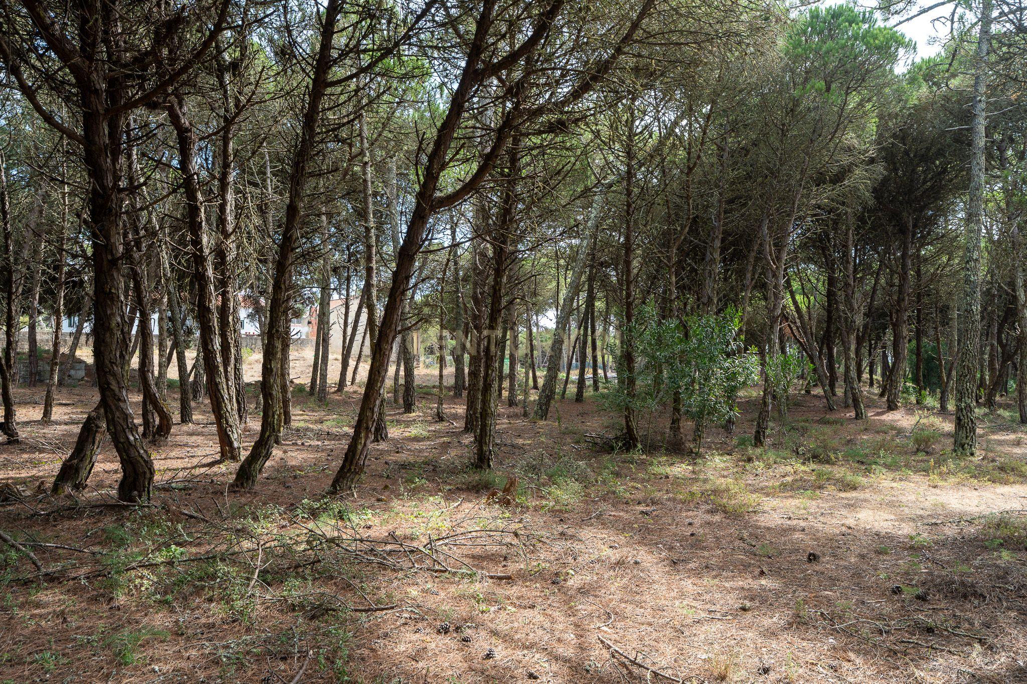 Fotografia 5 de Terreno rústico de pinheiros perto das praia de Sintra