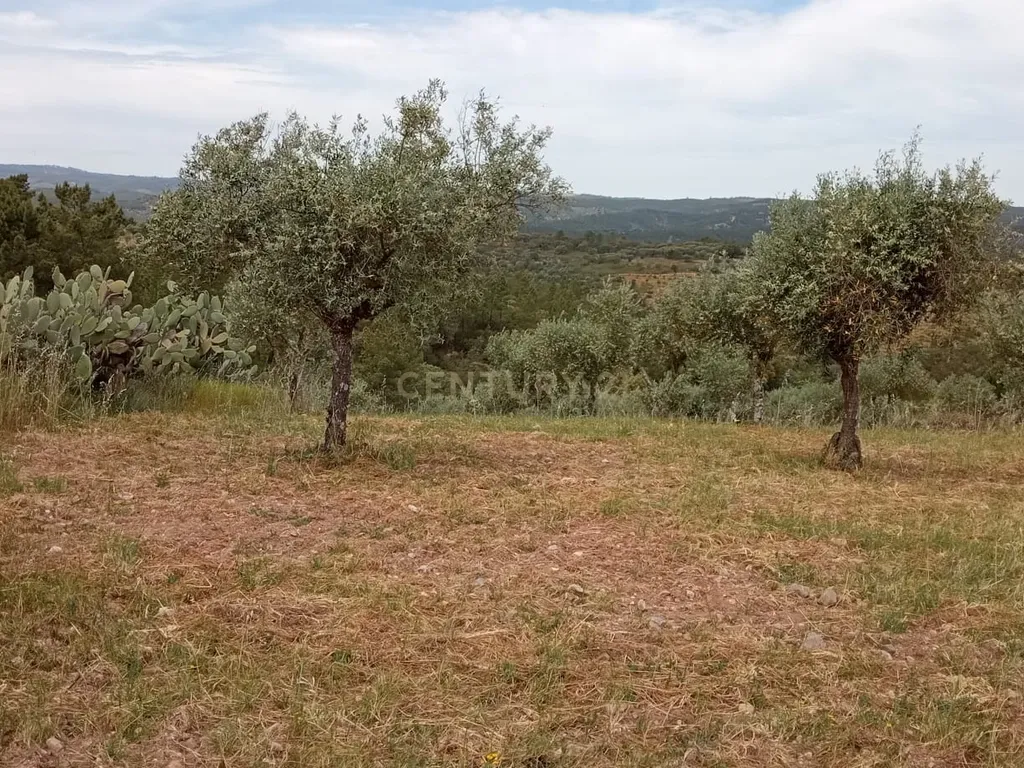 Terreno 8500m2, Lentiscais, Castelo Branco - Image 10