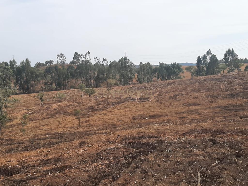 Terreno Rústico com Potencial Agrícola e de Lazer, Ourique, Beja - Image 7