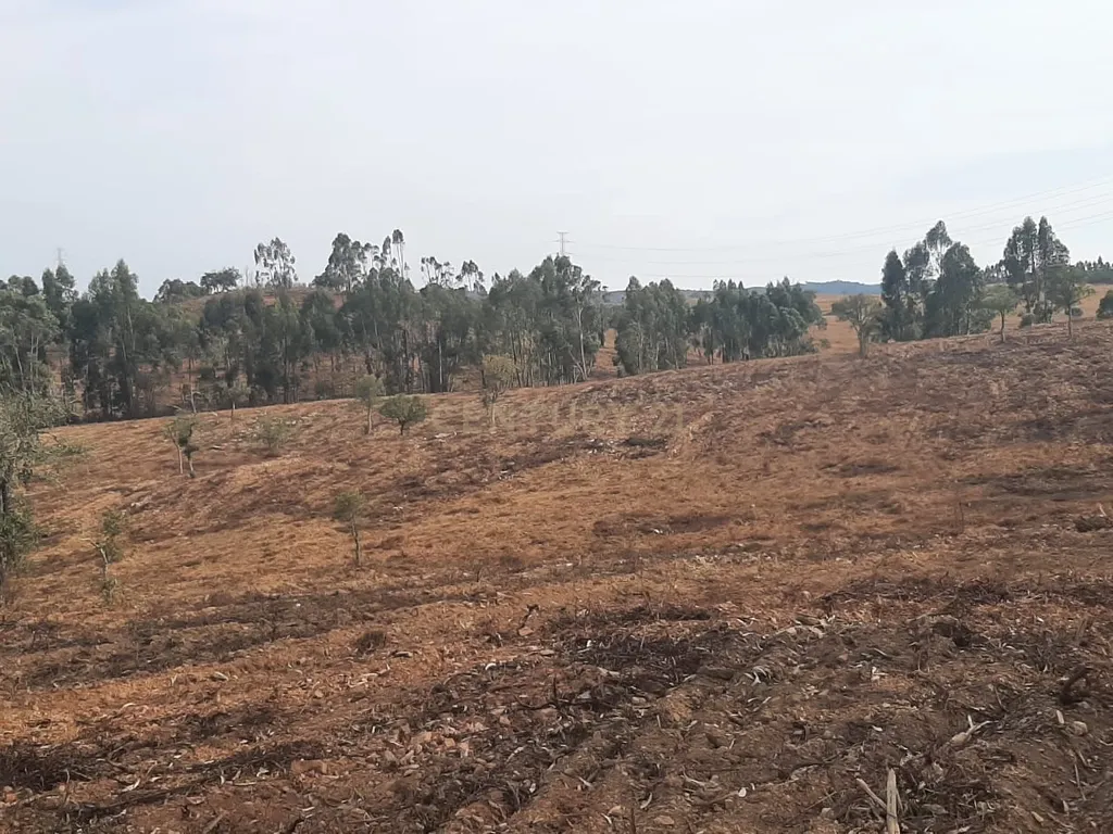Terreno Rústico com Potencial Agrícola e de Lazer, Ourique, Beja - Image 7