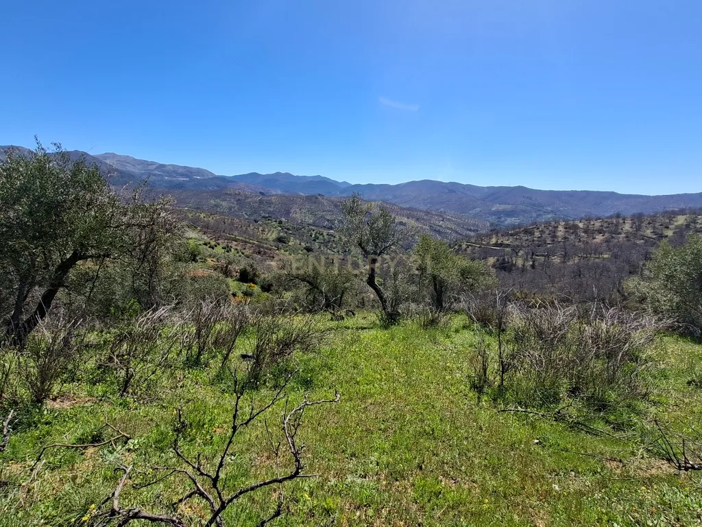 Moradia geminada de gaveto, com orientação sul, vistas para a montanha e duas propriedades rústicas com oliveiras, vinhas e castanheiros, no coração do Alto Genal. - Image 21