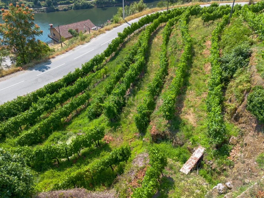 Quintinha com 2 casas em pedra para recuperar + 2 terrenos com vinhas-( 8.210m2 ) -Douro Vinhateiro! - Image 38