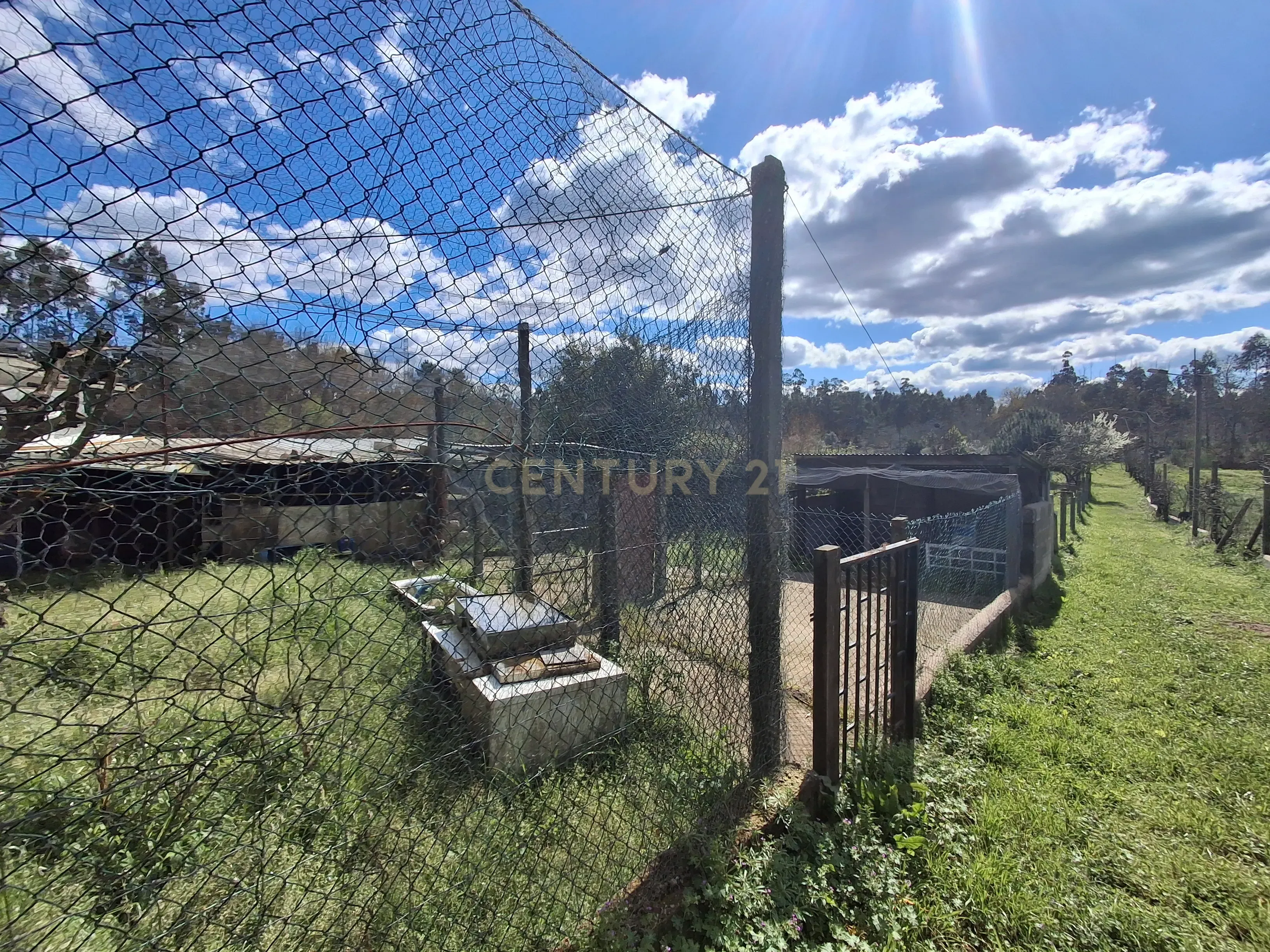 Quinta em Ribeira, Campo de Besteiros, Tondela. - Image 32