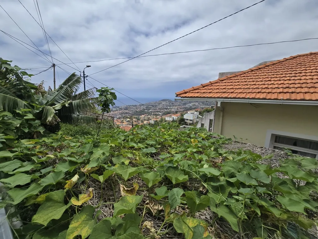 Moradia no Livramento, Funchal - Excelente Oportunidade de Investimento - Image 28