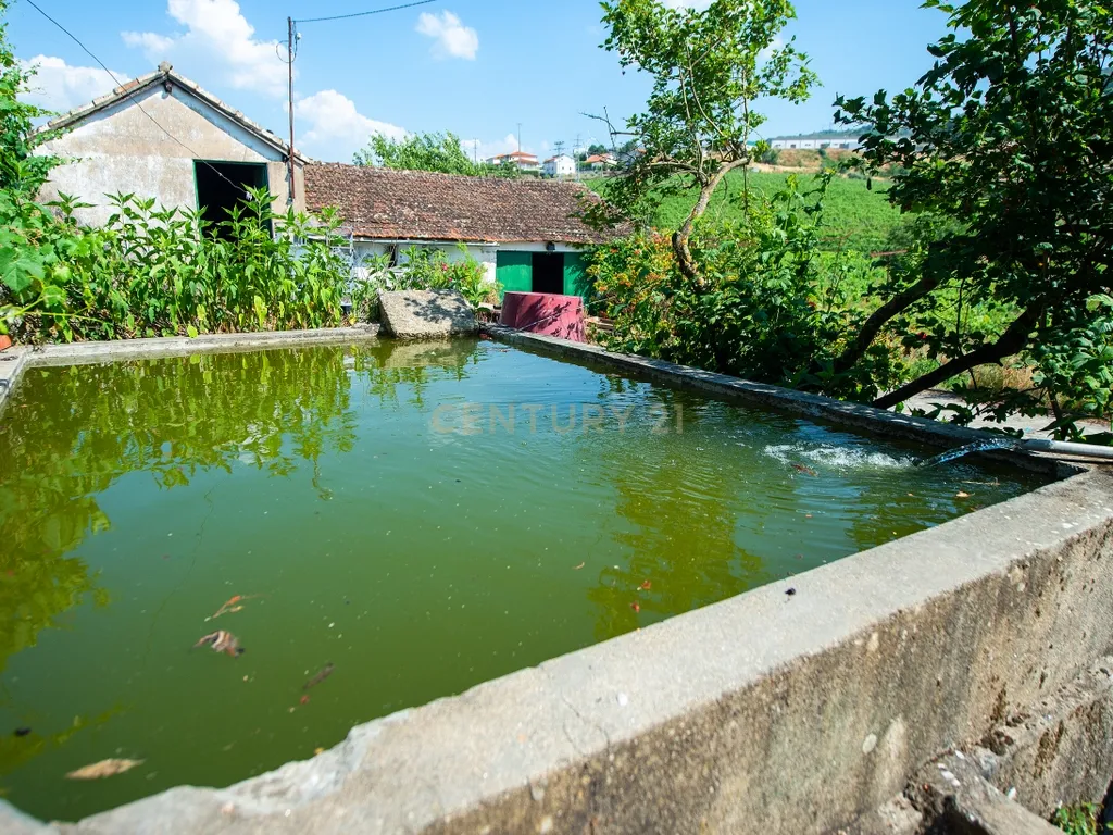 Quinta Encantadora T4 em Tabuaço, Viseu - Image 5