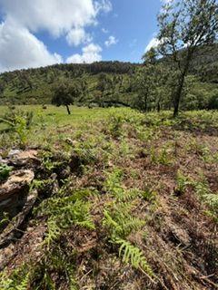 Fotografia 9 de Terreno rústico para venda em Mafra