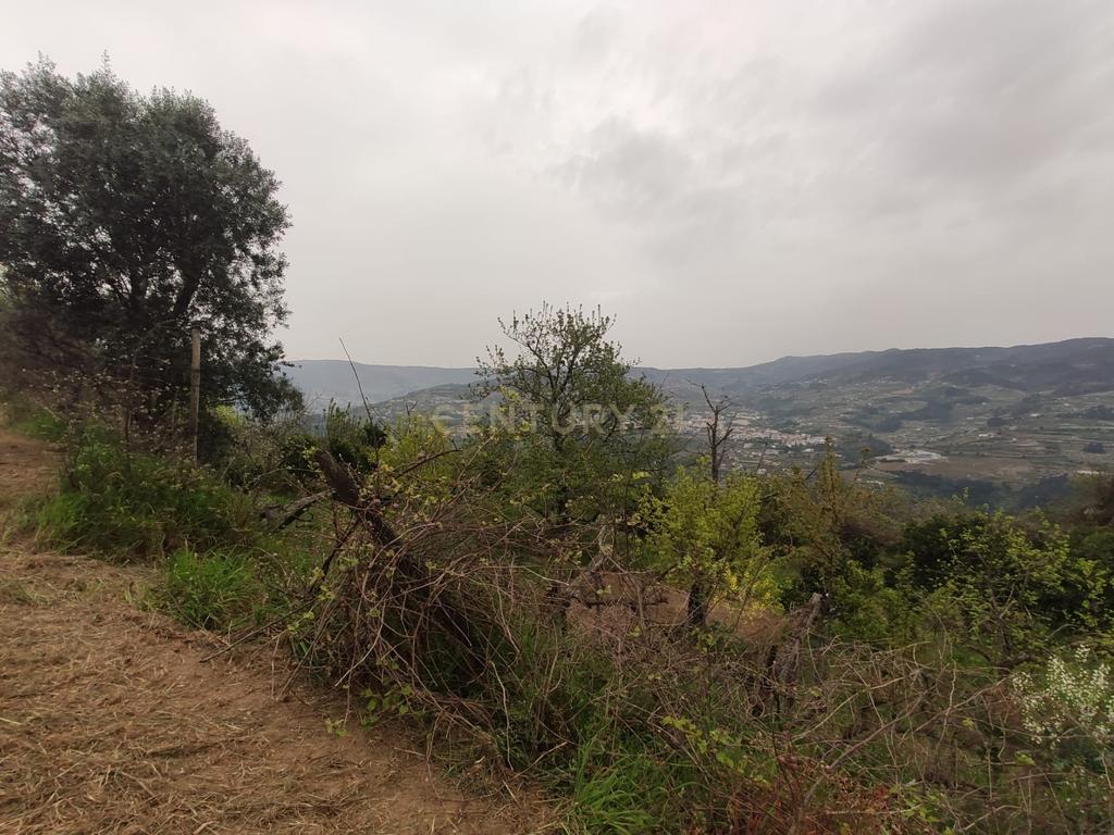 Terreno com casinha e vista para o rio Douro, em S. Tomé de Covelas, Baião para projeto agrícola - Image 44