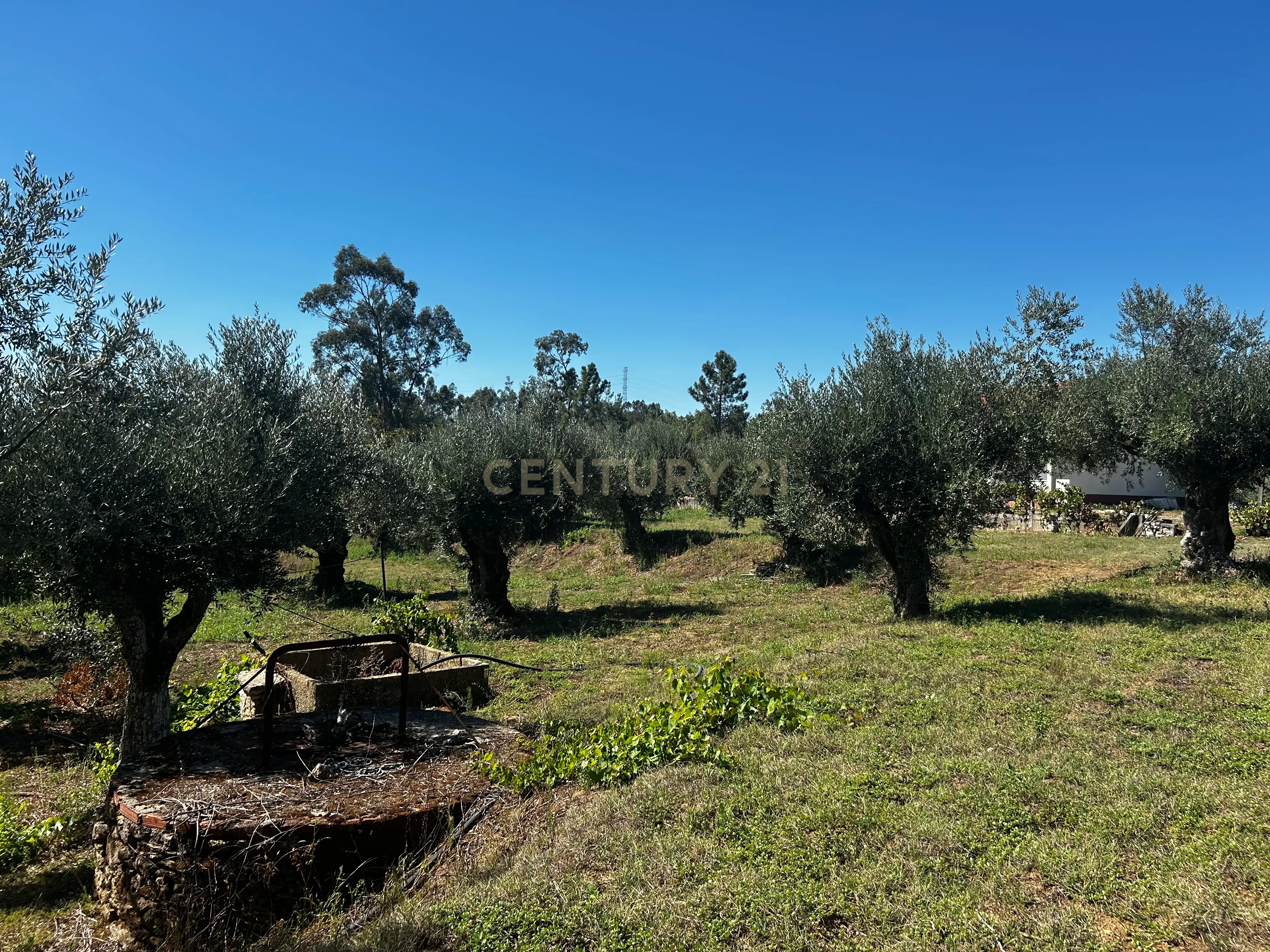 Fotografia 7 de Encantadora Moradia em Casais e Alviobeira, Tomar