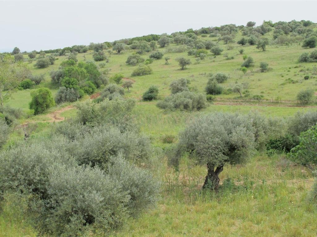 Terreno Elvas - Grande Potencial - Image 3