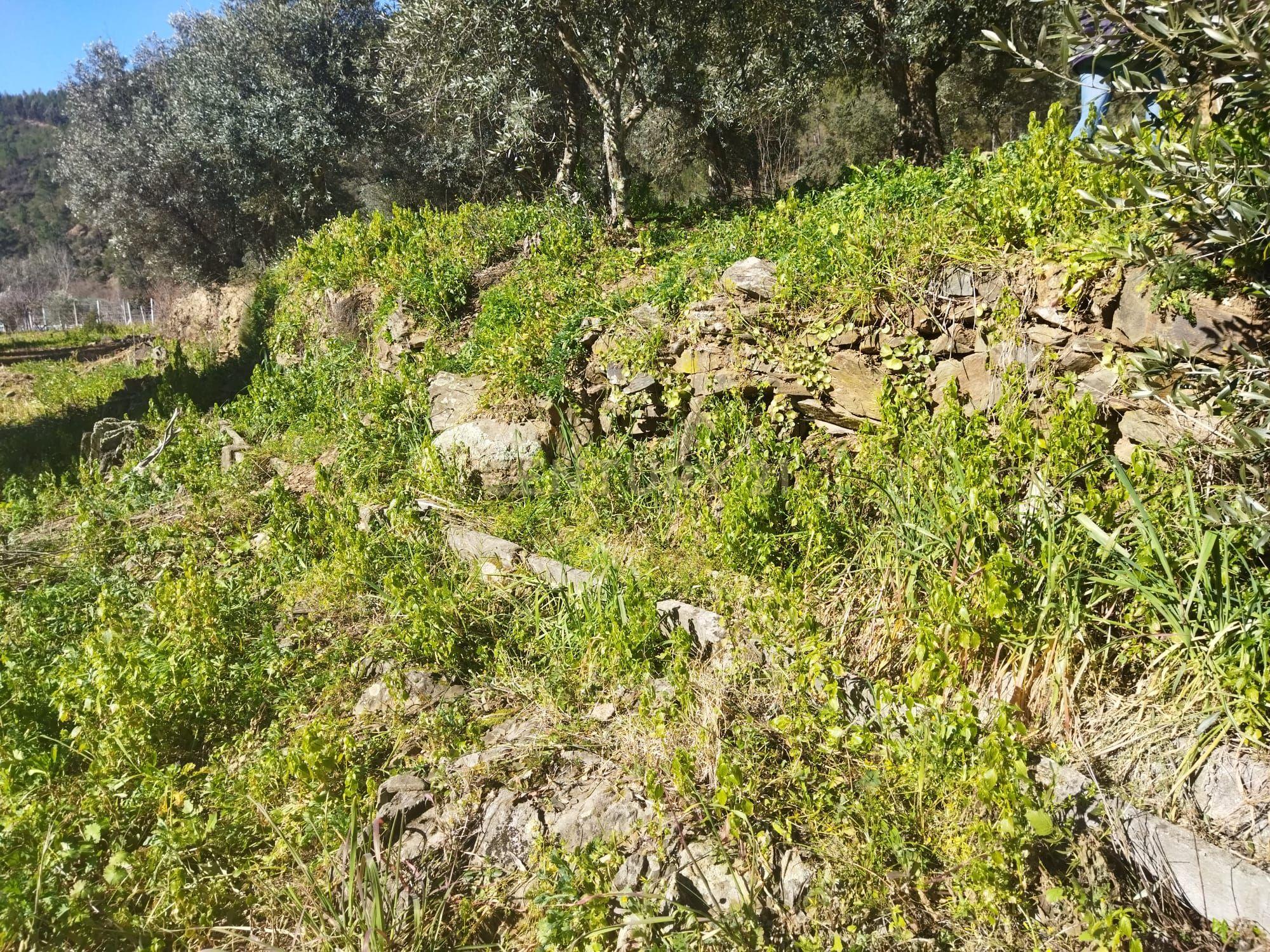 Quintinha em Sesmo, Junto á praia fluvial, Sarzedas - Image 20