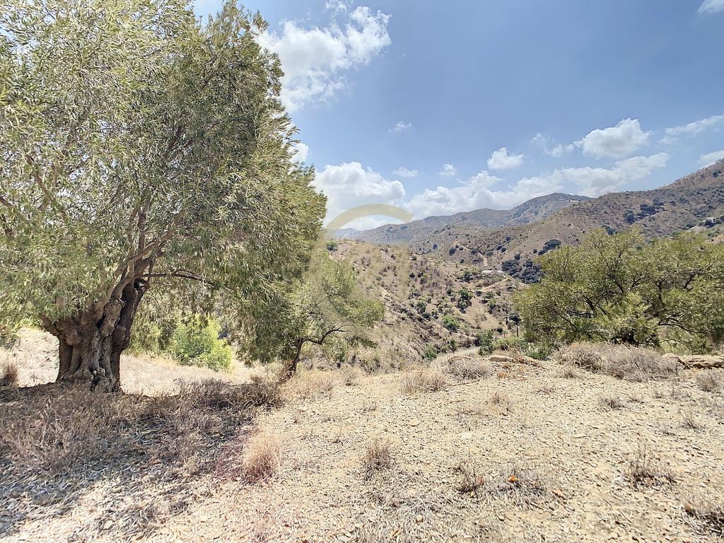QUINTA RÚSTICA COM 11.000 m² DE TERRENO, PRIVACIDADE E VISTAS PANORÂMICAS EM ÁLORA - Image 28