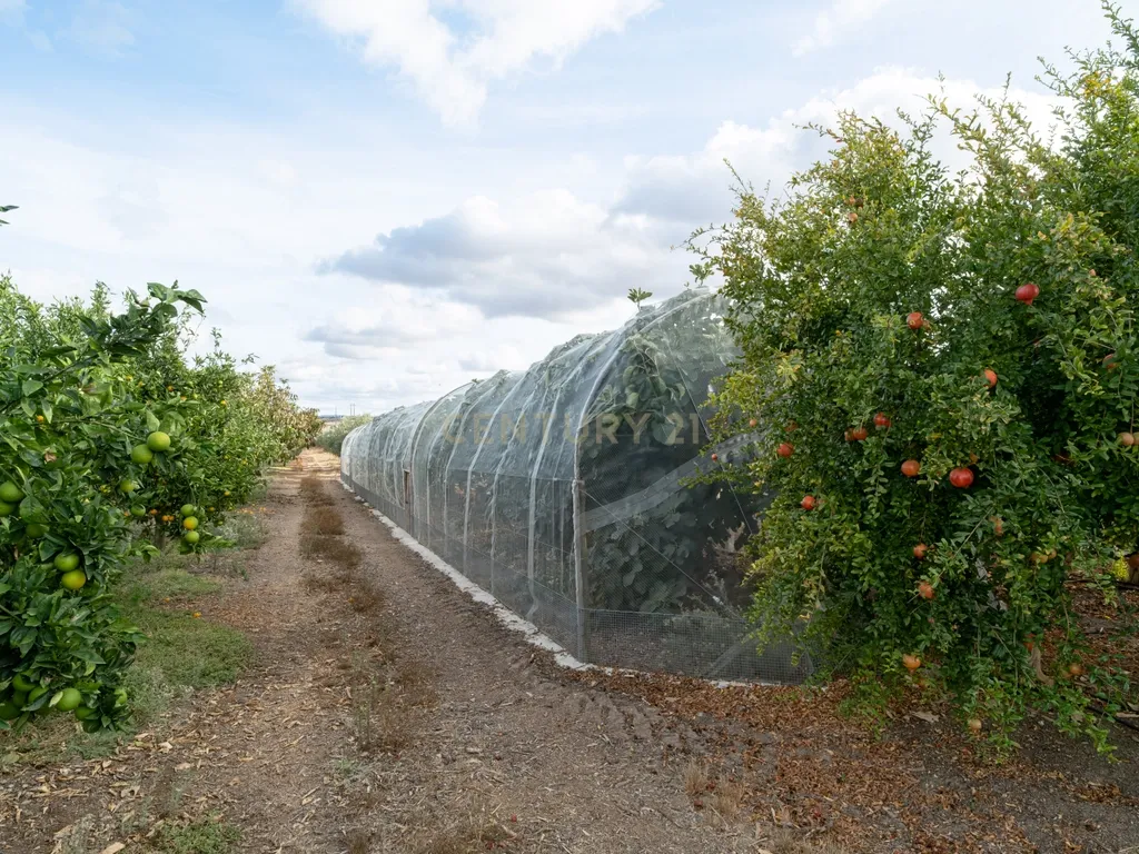 🌿 Quinta com Moradia T4 e Piscina | 3,25 hectares| Olival | Vinha| Amareleja, Alentejo - Image 31