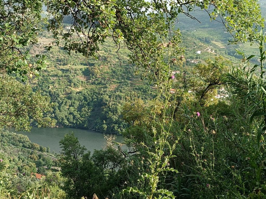 Terreno florestal com vista para a praia fluvial de Porto de Rei em Barqueiros, Mesão Frio às portas do Douro - Image 18